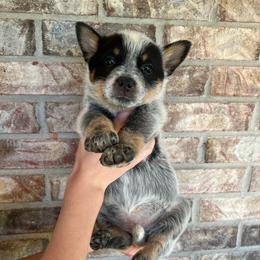 Girl 2 - Blue female Australian Cattle Dog puppy in Irvington, Kentucky from Dry Valley’s Australian Cattle Dogs