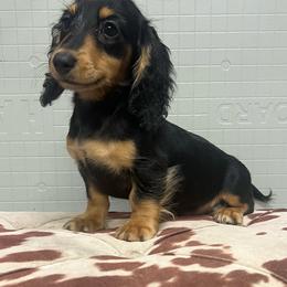 Blackjack - Black and tan female Dachshund puppy in Oklahoma from Rockin’ S Kennel