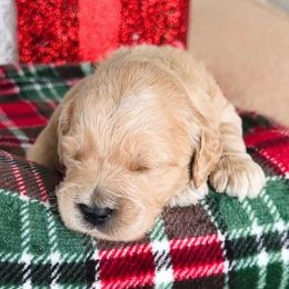 Barbie - Apricot female Goldendoodle puppy in Sterling, Illinois from Charley's Goldendoodles
