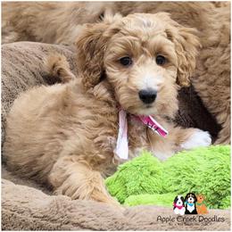Sabrina- OFA . GENETICS . 2 Year Warranty - Apricot female Goldendoodle puppy in Jeddo, Michigan from Apple Creek Doodles