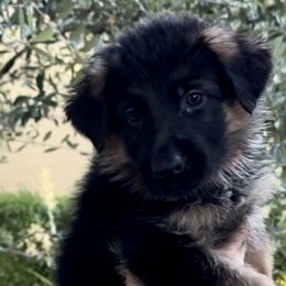 Girl 6 - German Shepherd puppy from Central Coast German Shepherds
