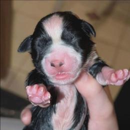 Alice - Black tri female Toy Australian Shepherd puppy in Shepherd, Texas from GAMALA Farm & Kennels