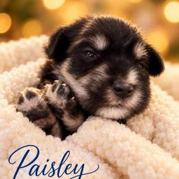 Paisley (runt) - Black and silver female Miniature Schnauzer puppy in Hull, Georgia from Ardent Miniature Schnauzers of Athens
