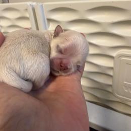 Jax - Cream and white male Shih Tzu puppy in Reddell, Louisiana from TINYSHIHTZUFURU