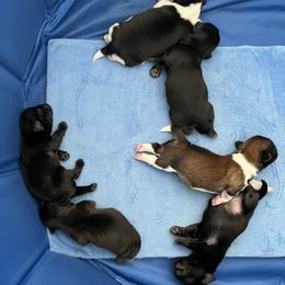 Shih Tzu puppies from Hilltop Shih Tzus