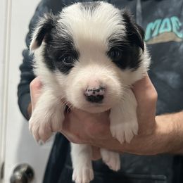 Girl 3 - Black female Border Collie puppy in Memphis, New York from Dual Traxx Border Collies