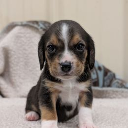 Male 2 - Black tan and white male Beagle puppy in Baltimore, Maryland from Country Acres Farm