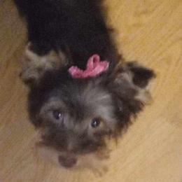Arwen - Yorkshire Terrier