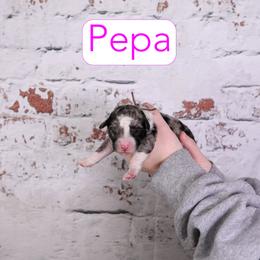 Pepa - Blue merle female Assorted Doodle Crosses puppy in Calhoun, Georgia from Happy Top Doodles