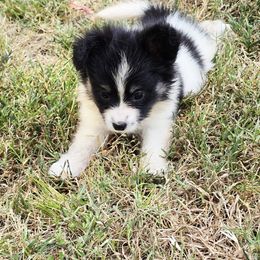 Silk - White black and tan female Papillon puppy in Hollister, Missouri from Swan Creek Kennel
