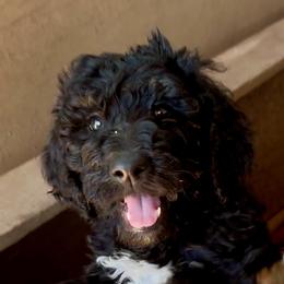 Sadie - Black and white female Aussiedoodle puppy in San Diego (Jamul), California from Lee Valley Scotties