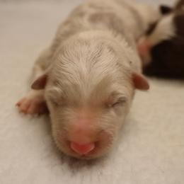 Grey Collar - Lilac merle male Border Collie puppy in Courtland, Alabama from C Bar C Ranch Border Collies