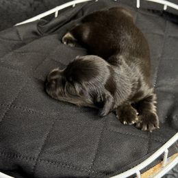 Joffrey Tate - Brindle male Dachshund puppy in Tacoma, Washington from Tiny Dancer Dachshunds