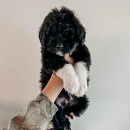 Goose - Black and white male Sheepadoodle puppy in Wabash, Indiana from DOODCompany