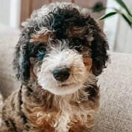 Aussiedoodles and Double Doodles from Melrose Mountain Farm