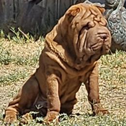 Red - Chinese Shar-Pei