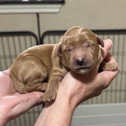 Woodstock (Orange Collar) - Red  male Goldendoodle puppy in Bay City, Texas from Charming Doods
