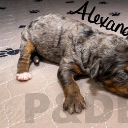 Bernedoodle, Goldendoodle, and Poodle Puppies from Poodles and Doodles By Grace