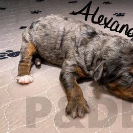 Bernedoodle, Goldendoodle, and Poodle Puppies from Poodles and Doodles By Grace