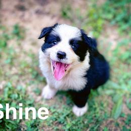 BK FORTUNE LIKE STARDUST (Shine) - Black and white female Border Collie puppy in Worthington, Indiana from Brilliant Kennels