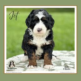 Aussiedoodle and Bernedoodle Puppies from Our Appalachian Doodles