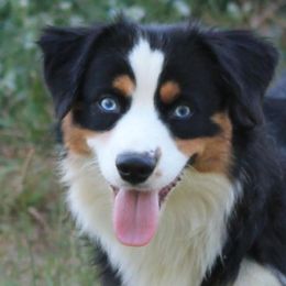 Miniature American Shepherds from KnappTyme AKC Miniature American Shepherds
