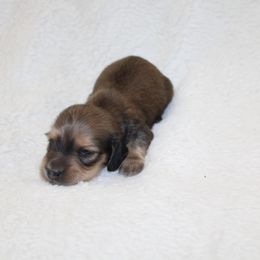 Blitzen - Cream male Dachshund puppy in Fairfax, Iowa from Grayson’s Lovable Dachshunds