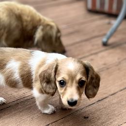 Girl 1 - Dapple female Dachshund puppy in Columbiana, Alabama from Tonya's Dachshunds