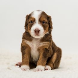 Maple - female Australian Mountain Doodle puppy in Cortez, Colorado from Sassy Pants Pups