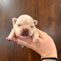Cream girl 2 - Cream female French Bulldog puppy in Nevis, Minnesota from Faithful Acres French Bulldogs