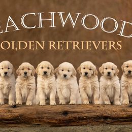 Golden Retrievers from Beachwood Golden Retrievers