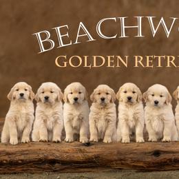 Golden Retrievers from Beachwood Golden Retrievers
