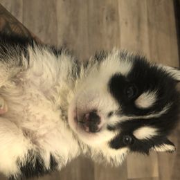 Siberian Husky Puppies from Lovi’s Fur Babies LLC