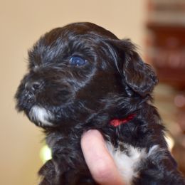 Portuguese Water Dog Puppies from Southern Splash