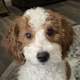 Hazel - Goldendoodle