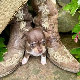 Bella - Chocolate and white female Chihuahua puppy in New Enterprise, Pennsylvania from Kayla's Chihuahuas