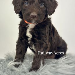 Grizzly - Chocolate male Goldendoodle puppy in Milford, Indiana from Railway Acres Kennel