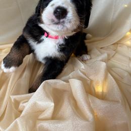 Bliss - Black rust and white female Bernese Mountain Dog puppy in Redlands, California from Country Feels Ranch