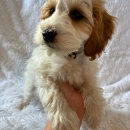 Sneezy - Brown and white male Cockapoo puppy in Adrian, Oregon from ApplebyFarm