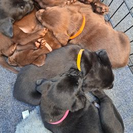 Labrador Retriever Puppies from Inna's Labrador Retrievers