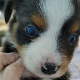 TIMBER - Blue merle male Toy Australian Shepherd puppy in Norwood, Missouri from Looney Farm’s Toy & Mini Aussies