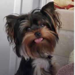 Stormi - Yorkshire Terrier
