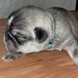 Light Blue Boy - White male Pug puppy in Elma, Washington from Kismet Kennels, Exclusively Pugs