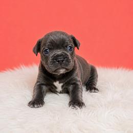 Bonnie - Gray female Cane Corso puppy in Haslet, Texas from Trained To Go Corso Kennels (T.T.G. Corso Kennels)