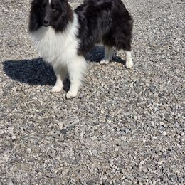 Zira - Black and white female Shetland Sheepdog puppy in Greenfield, Ohio from Kayla's Shelties
