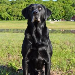Wally - Labrador Retriever