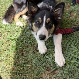 Cash - Border Collie