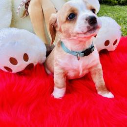 Cooper - Buff and white male Cocker Spaniel puppy in Santa Ana, California from American Cocker Spaniel