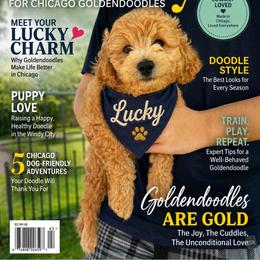 Lucky - Apricot male Goldendoodle puppy in Aurora, Illinois from Chicago Goldendoodles