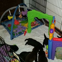 Labrador Retriever Puppies from SciFi Labradors